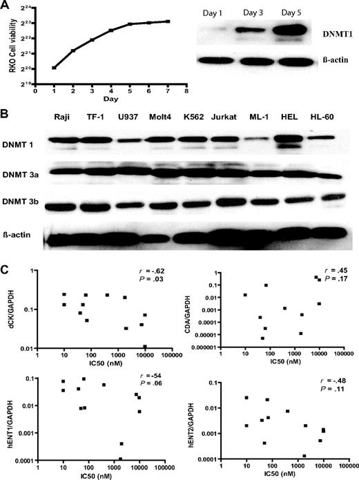 Figure 2. Pharmacologic mechanisms of resistance to DAC. (A) DNMT1 protein expression was cell replication–dependent. We measured RKO cell growth curve, and DNMT1 protein expression on days 1, 3, and 5 by Western blot analysis. β-Actin was used as a control. (B) DNMT1, 3a, and 3b protein expression was independent of sensitivity to DAC and LINE methylation in different cancer cell lines. We collected exponentially growing cancer cells, extracted protein, and performed Western blot analysis of DNMT1, 3a, and 3b. β-Actin was used as a control. (C) dCK protein expression in several cell lines. dCK protein expression was measured by Western blot analysis. (D) Correlation of different nucleoside metabolic gene expression with the IC50 of DAC. DCK, CDA, hENT1, and hENT2 expressions were measured by real-time PCR using glyceraldehyde 3-phosphate dehydrogenase (GAPDH) as a control. R and P values reflect Spearman correlation analysis of the IC50 of DAC with the relative gene expression.