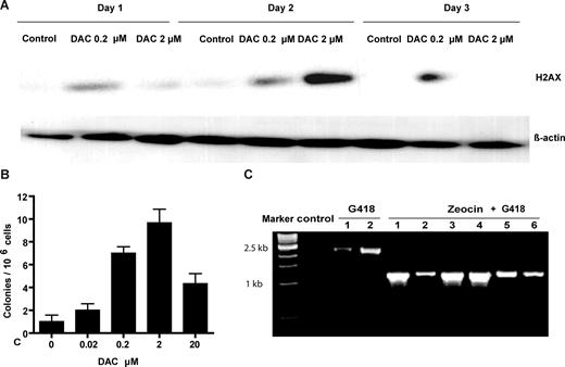 Figure 5. DAC-induced origin of DAC resistance. (A) Induction of the phosphorylation of the histone H2AX by DAC treatment. HL60D cells were treated with DAC (0.2 and 2 μM) for 3 days, and H2AX phosphorylation was measured by Western blot analysis. β-Actin was used as a control. (B) DAC treatment increased HRR rates. Cells with stable PLNCX-GZ transfection were treated with DAC for 4 days and maintained in drug-free medium for 1 week. Colonies resistant to Zeocin were selected and maintained in methylcellulose medium for 2 weeks. HRR rates were calculated as described in “Measurement of homologous recombination repair.” (C) Verification of intrachromosomal recombination in zeocin-resistant colonies by PCR with recombination-specific primers. PCR-amplified DNA from G418-resistant colonies produced a 2.2-kb fragment diagnostic for the nonrecombined tandem repeats. PCR-amplified DNA from G418- and zeocin-resistant colonies generated a diagnostic 1.1-kb fragment.