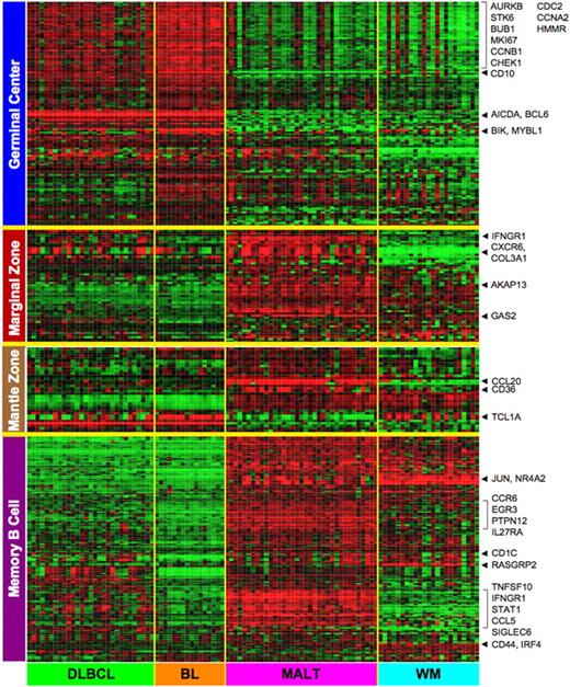 Figure 4. Expression of genes representing different B-cell compartment in different B-cell lymphomas. The scaling of the heatmap is the same as Figure 1. The gene expression profiling datasets for B-cell subsets were obtained from previously published, publicly available sources as described in “Other gene expression datasets.”