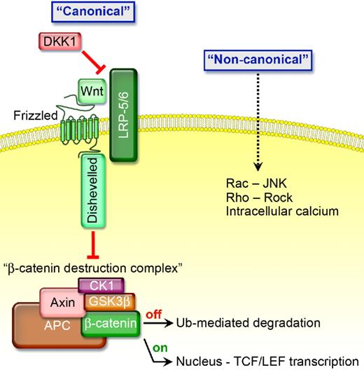 Figure 1. The presence of certain Wnt proteins activates “canonical signaling” by binding to FZD and low-density LRP5 and LRP6 coreceptors causing Dvl to attract proteins away from the β-catenin destruction complex thereby preventing β-catenin from being degraded. If not degraded, β-catenin is stabilized and translocates to the nucleus where it binds to the transcription factor TCF4 and enhances target gene expression, including cyclin D1, c-myc, c-jun, vascular endothelial growth factor (VEGF), and several others that are associated with enhanced cell growth. In the presence of DKK1, which competitively binds to LRP5/6 causing it to bind to Kremen and become inactive, GSK3β, Axin, APC, and CKIα form a β-catenin destruction complex. CKIα and GSK3β phosphorylate β-catenin causing it to be recognized by β-transducin repeat protein, ubiquitinated, and degraded by proteasomes, thereby inhibiting “canonical signaling.”