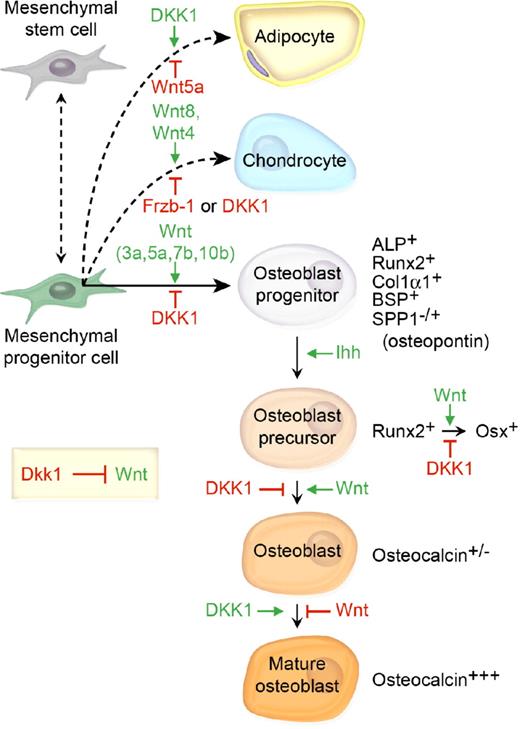 Figure 2. The prevailing model of the role of DKK1 and the mesenchymal cell lineage in bone development and bone mass homeostasis. Wnt 3a, 5a, and 7b and Ihh cooperatively promote osteoblast differentiation, whereas DKK1 inhibits osteoblastogenesis and shifts the developmental program toward adipogenesis. β-catenin/TCF1 promotes early osteoblast lineage commitment through induction of the master bone development protein Runx2.97 Runx2 then promotes transcriptional activation of a second master bone development transcription factor Osterix (Osx), which uses DKK1 to repress Runx2 expression to further promote osteoblast progenitor maturation.98 Finally, phenotypic lineage-specific markers for osteoblast maturation are illustrated.99,100
