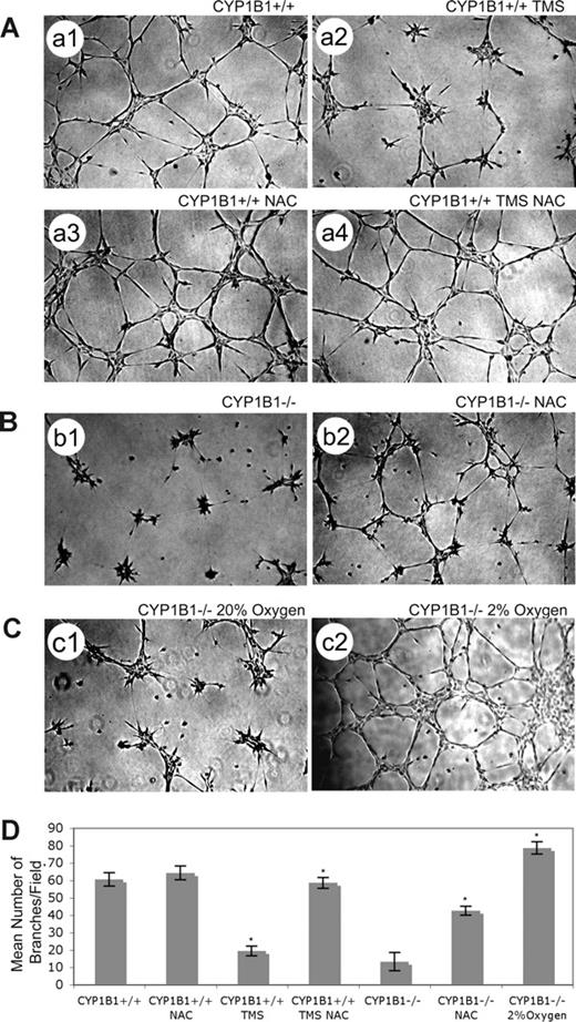 Figure 5. Antioxidant (NAC) or low oxygen overcome CYP1B1 deficiency and restore capillary morphogenesis of CYP1B1−/− ECs. NAC can overcome TMS inhibition of CYP1B1+/+ EC capillary morphogenesis (A). CYP1B1+/+ ECs, control (A1), with 5 μM TMS (A2), with 1 mM NAC (A3), or with both TMS and NAC (A4) were plated in Matrigel as described in “Methods” (×40). Please note a significant increase in the mean number of branches in cells incubated with both NAC and TMS, compared with cells incubated with TMS alone. CYP1B1−/− ECs, with (B2) or without (B1) NAC were plated in Matrigel as described in “Methods.” Please note a significant increase in the mean number of branches in CYP1B1−/− ECs incubated with NAC. CYP1B1−/− ECs were plated in Matrigel and cultured under low oxygen (2%, C2), compared with room air (20% oxygen, C1). Please note CYP1B1−/− ECs undergo extensive capillary morphogenesis when cultured in 2% oxygen. All cultures were photographed after 17 hours in digital format. Quantitative assessment of the data is shown in panel D. Data in each bar are the mean number of branches per 5 high-power fields (×100; error bars indicate the standard deviation; n = 3, *P < .05). These experiments were repeated with 2 different preparations of ECs with similar results.