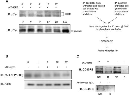 Figure 1. In vitro phosphatase assay showing increased CD45RB phosphatase activity and translocation of CD45RB to lipid rafts. (A) CD45RB immunoprecipitated from PBMC lysates treated with anti-CD45RB mAb (6G3) treated at various time points. Cells were lysed in lysis buffer without any phosphatase inhibitors. Lck, immunoprecipitated from untreated cells lysed in buffer containing phosphatase inhibitors. The last lane of pTyr blot shows phosphorylated Lck in resting cells. Immunoprecipitated CD45RB was then incubated with immunprecipitated Lck in a phosphatase reaction buffer for 20 minutes at 30°C. SDS sample buffer was added, and the samples were boiled and run on an 8% SDS-PAGE gel, transferred, and probed with a phospho-tyrosine Ab. Reduced tyrosine phosphorylation of Lck observed over time compared with phosphorylated Lck in resting cells. (B) Tyrosine 505 on Lck shows a decrease in phosphorylation over a period of 20 minutes after treatment of whole-cell lysates of mononuclear cells with anti-CD45RB mAb (6G3). (C) Pooled raft (R) and nonraft (NR) fractions of control and anti-CD45RB (6G3) mAb-treated cells as obtained by sucrose density gradient show translocation of CD45RB to the raft fraction of treated cells. We also stimulated using antimouse IgG1, which was used as an isotypic control where CD45RB is found only in the nonraft fractions.
