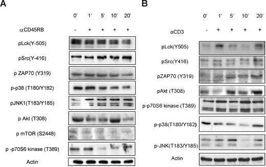Figure 3. Validation of kinome profile results for anti-CD45RB treatment on resting cells. (A) Cells were incubated for various time points with or without anti-CD45RB. The phosphorylation status of Lck, Src, ZAP70, PKB, mTOR, p70S6 kinase, p38, and JNK in whole-cell lysates was assayed using phosphospecific mAbs on Western blot. (B) Cells were incubated for various time points with or without anti-CD3. The phosphorylation status of Lck, Src, ZAP70, PKB, p70S6 kinase, p38, and JNK in whole-cell lysates was assayed using phospho-specific mAbs on Western blot.
