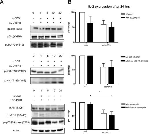 Figure 4. Validation of kinome profile results for anti-CD45RB treatments on anti-CD3 activated cells and IL-2 measurements in the presence of various inhibitors. (A) Cells were incubated for various time points with or without anti-CD45RB and simultaneously stimulated with anti-CD3 Ab, and phosphorylation states of the same proteins as in Figure 3 were tested. Actin was used as the loading control. (B) IL-2 was measured 24 hours after CD3 activation and anti-CD45RB mAb treatments in the presence of Src (pp1), p38 (SB203580), and mTOR inhibitors (n = 5). *P < .05.