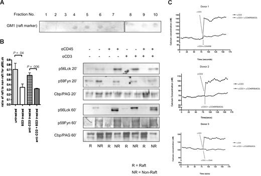 Figure 5. Localization of CD45 substrates. (A) Lipid raft isolation shown using GM1 as a marker. Fractions 3 to 6 were pooled and termed raft fractions and fractions 7 to 10 pooled and termed nonraft fractions. Equal proteins loaded for Western blotting. (B) Western blot data for Lck were quantified and ratio of raft to nonraft measured. Pooled data from 3 separate experiments are represented. Significant changes in amounts of Lck moving into rafts seen compared with untreated samples using a heteroscedastic the Student t test. Western blots showing amounts of p56Lck, p59Fyn, and Cbp/PAG after 20-minute stimulations and 60-minute stimulations are also shown. (C) Calcium flux measurements in the presence and absence of anti-CD45RB for 3 donors.