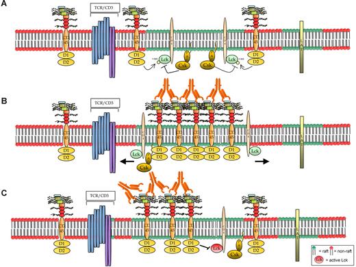 Figure 7. Hypothetical models of CD45RB signaling. (A) The resting cells contain small, dynamic lipid rafts, each with a limited number of associated molecules, probably including the TCR. Maybe because of the small size of the rafts, CD45 is not known to be raft-associated.51 However, (B) on activation using anti-CD45RB mAb, one hypothesis is that CD45 translocates to the raft fraction where its activity increases; thereby rafts act as signaling platforms for amplifying its phosphatase activity and also may result in the movement of its substrates out of the rafts. However, a specific induction of a faster migrating form of Lck (probably as a consequence of dual dephosphorylation) is observed in the samples in which CD45 enzymatic activity was increased by treatment with the 6G3 Ab, suggesting that the effects observed are a consequence of CD45 enzymatic activity and do not represent physical displacement of Lck from the rafts. Hence, we favor model C where (C) Ab ligation causes CD45RB to translocate into and remain in the rafts longer, thereby keeping it in the vicinity of the activated kinase and, because of its increased phosphatase activity, would result in the negative regulation of raft-specific signal transduction.