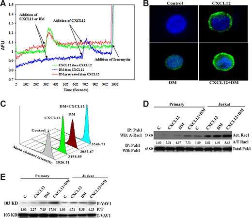 Figure 4. DM does not induce intracellular Ca++ but directly induces and augments CXCL12-induced actin polymerization and Rac1 and Vav activation. (A) Jurkat cells were loaded with 2 μM Fura-2 after which the levels of intracellular calcium were assessed using a spectrofluorimeter. Fluorescence was monitored at λex1 = 340 nm, λex2 = 380 nm, and λem = 510 nm. At all times, the baseline was maintained for 300 seconds followed by addition of CXCL12 (100 ng/mL) or DM (1 μM) in the cuvette. A second addition of CXCL12 was performed at 700 seconds to assess receptor desensitization. Ionomycin was added at 1000 seconds of all samples to assess Fura load and cellular viability and responsiveness. In the DM-treated groups, the cells were pretreated with 1 μM DM for 5 minutes to examine its direct effects on cellular calcium levels and on CXCL12-induced intracellular calcium mobilization. (B) Primary T cells were treated with CXCL12 (100 ng/mL) and DM (1 μM) or the combination for 5 minutes and were fixed followed by staining for polymerized actin using phalloidin labeled with Alexa Fluor 488. The cells were subsequently cytospinned on a slide coated with poly-L-lysine and then mounted with vectashield mounting media and examined using a Zeiss Axiovert S100 microscope (Carl Zeiss, Thornwood, NY) using a Spot Enhanced EN-1400 CCD camera and analyzed by Spot Advanced software (Diagnostic Instruments, Sterling Heights, MI). The fluorescence image was acquired using the green filter for Alexa Fluor 488; 1, 2, 3, and 4 in the panel indicated the control, CXCL12, DM, and combined treatment, respectively. (C) Primary human T cells were treated with CXCL12 (100 ng/mL), DM (1 μM), or the combination for 5 minutes. The cells were subsequently fixed with 2% paraformaldehyde solution for 1 hour followed by incubation with phalloidin-Alexa Fluor 488. Data acquisition was performed by forward scatter versus side scatter. MFI indicates the mean fluorescence intensity. (D) Primary human T cells were treated with CXCL12 (100 ng/mL), DM (1 μM), or the combination for 5 minutes and then lysed with RIPA buffer. Rac1 was immunoprecipitated by Pak1 using the kit supplied by Chemicon International followed by separation in sodium dodecyl sulfate–polyacrylamide gel electrophoresis and then immunoblotted. The densitometry of each band was performed and each value was first normalized against the total Pak1 and then presented as fold change over control of activated Rac1 over Pak1. (E) Similar to Rac1, the same procedure was used for Vav1 and Vav2 except that the immunoprecipitation was performed by assessing total Vav1 and Vav2, and the densitometric value of each phospho-Vav1 and Vav2 band was initially normalized against the total Vav1 or Vav2 (P/T) and then presented as fold change over control.