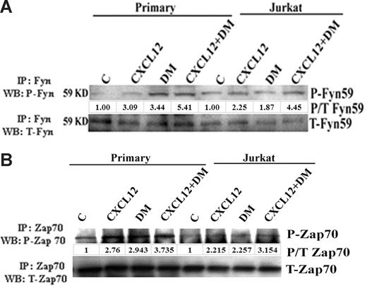 Figure 5. DM induces the phosphorylation of p59Fyn and Zap70. Primary human T cells and Jurkat cells were treated with CXCL12 (100 ng/mL) and DM (1 μM) or the combination for 5 minutes and then lysed with RIPA buffer as mentioned in Figure 1. Total Fyn59 (A) and Zap70 (B) were immunoprecipitated using the total Fyn59 and Zap70 antibodies, and then phosphorylation status was assessed by immunoblotting using the antiphosphotyrosine antibody. The membrane was then reprobed using the total antibody of Fyn59 or Zap70. The densitometric value of each phospho-band was first normalized against the total (P/T) of each molecule and then presented as fold change over control.