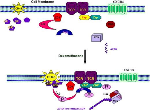 Figure 8. Schematic presentation of the probable mechanism of induction of Lck through the GCR and CD45. Under resting T-cell conditions, Lck is attached to the CD4 molecules and Zap70 is associated with the TCR. CD45, the membrane-bound phosphatase molecule, is localized to the plasma membrane keeping its interactive domain toward the cytosol. Fyn and downstream small GTPase molecules, such as Rac1 and Vav, are also present in the cytosol. All of these molecules are not phosphorylated in their inactive resting state. On DM treatment, we think that the GCR, on ligation with DM in resting T cells interacts with CD45 molecule, which may in turn influence its ability to localize with and/or bind to the CD4-bound Lck possibly facilitating its release because of phosphorylation.50–54 CD45 differentially regulates the negatively acting pTyr-505 and positively acting pTyr-394 p56lck tyrosine kinase phosphorylation sites. We propose that DM facilitates CD45 dephosphorylation of p56lck pTyr-394. Our data have revealed that there appears to be a physical association between these 3 molecules in response to DM treatment. Although how and where these molecules actually interface remain to be defined, activated Lck stimulates Fyn59, which in turn phosphorylates Zap70. Activated Src kinases initiate the activation of small GTPases, Rac1 and Vav, which ultimately promote actin polymerization and cell migration. This phenomenon also appears to occur in the presence of CXCL12 and is further augmented when these mediators are combined. The activation of Lck on treatment of resting T cells with CXCL12 may be involved in orchestrating the downstream signaling pathways necessary for chemotaxis.18,19 CXCR4 has been shown to physically associate with the TCR on CXCL12 ligation and uses the ZAP70-binding ITAM domains of the TCR for signal transduction.20 This association may actually account for several activities attributed to CXCR4 activation, including MAP kinase activation, intracellular calcium mobilization, enhanced activator protein-1 activity, and cytokine production. Such an association may also account for the similar TCR-like signals observed in response to CXCL12 treatment. On treatment with DM, the combined DM-CXCL12-mediated effect on Lck, Rac, and Vav activation and actin polymerization may account for the augmented CXCR4-mediated signaling and responses in the presence of DM. Moreover, these data also demonstrate an as-yet undescribed role for GCR in T-cell signaling.
