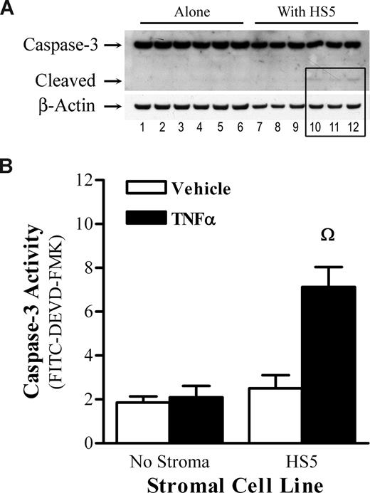Figure 4. TNF-α activates caspase-3 in KG1a cells cocultured with stroma. (A) Cocultures of KG1a and HS5 cells were exposed to TNF-α (100 ng/mL) for 18 hours. All cells were collected after a brief exposure to trypsin, and CD45+ KG1a cells were isolated by MACS with magnetically labeled anti-CD45 antibody. Protein lysates of CD45+ cells were separated on 4-12% Bis-Tris gels and immunoblotted with a murine monoclonal anti–caspase-3 antibody that detects both full-length (32-kDa) and cleaved/active (17-kDa) caspase-3. The membrane was then stripped and immunoblotted with a rabbit anti–β-actin antibody. Only KG1a cells cocultured with HS5 showed active (cleaved) caspase-3 after TNF-α exposure (lanes 10-12). The pixel intensity of cleaved caspase-3 (relative to β-actin) in those lanes was 0.12 compared with less than 0.01 in lanes 1 to 9. (B) After treatment with TNF-α (100 ng/mL), cocultures of KG1a and HS5 cells were exposed to the FITC-conjugated caspase-3 inhibitor DEVD-FMK and labeled with anti–CD45-APC antibody. FACS analysis quantified the proportion of CD45+ cells with activated caspase-3.