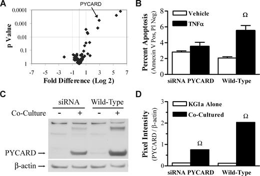 Figure 7. Coculture-induced PYCARD expression renders KG1a cells sensitive to apoptotic ligands. (A) Gene expression profiling. mRNA isolated from KG1a cells cultured alone or in coculture with HS5 cells was analyzed by quantitative PCR for genes involved in apoptotic signaling pathways. The expression levels of 7 genes, including PYCARD, increased significantly after coculture with HS5 cells. (B) Transfection of KG1a cells with PYCARD-specific siRNA attenuated the TNF-α–induced apoptosis in KG1a cells cocultured with HS5 cells. (C) Western blot analysis of PYCARD expression in KG1a cells, cultured alone or with HS5 cells. Transfection of KG1a cells with PYCARD-specific siRNA significantly attenuated the induction of PYCARD protein. (D) Quantification of the relative pixel intensity of PYCARD compared with β-actin expression in wild-type and siRNA- transfected KG1a cells. Ω indicates P < .01.
