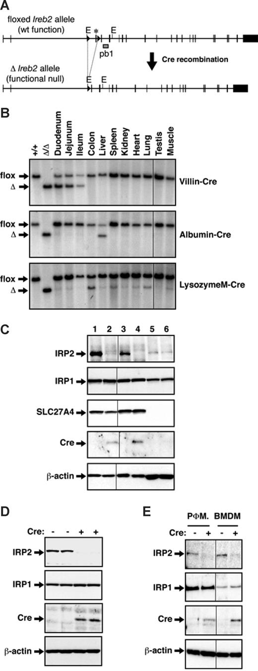 Figure 1. Specific and efficient ablation of IRP2 in intestinal epithelial cells (IECs), hepatocytes, or macrophages. (A) Schematic representation of the floxed (flox) and the truncated (Δ) Ireb2 alleles. The exon flanked by loxP sites (triangles) is marked with an asterisk. Excision of this exon upon Cre-mediated recombination generates a functional null allele.12 (B) The tissue specificity of Cre-mediated truncation of the floxed Ireb2 allele was determined by Southern blot analysis of various tissues from Ireb2flox/flox mice expressing the Cre recombinase under the control, respectively, of the Villin (Ireb2VilCre), the Albumin/Alpha fetoprotein (Ireb2AlfpCre), or the LysozymeM (Ireb2LysMCre) promoter, as indicated. The EcoRI restriction sites (indicated E) and the probe used (pb1) are shown in panel A. Tail DNA from mice with intact floxed Ireb2 alleles (Ireb2flox/flox) or from mice with total and constitutive truncation of the Ireb2 locus (Ireb2Δ/Δ) was used as a control. The floxed (flox) and truncated (Δ) alleles are indicated by arrows. The efficiency of IRP2 ablation in the intestine, the liver, and macrophages, respectively, of Ireb2VilCre (C), Ireb2AlfpCre (D), and Ireb2LysMCre (E) mice expressing (+) or not expressing (−) Cre was assessed by Western blotting. (C) IRP2 expression in whole duodenal tissue samples (lanes 1- 2), in mucosal scrapings (lanes 3-4), and in the submucosal, nonepithelial tissue (lanes 5-6) from Ireb2VilCre(+) mice (lanes 2, 4, and 6) versus Ireb2VilCre(−) littermates (lanes 1, 3, and 5). SLC27A4 was used as a mucosal marker. (D) IRP2 levels were assayed in whole liver samples from Ireb2AlfpCre(+) mice versus Ireb2AlfpCre(−) littermates, as indicated. (E) IRP2 expression was examined in peritoneal (PΦM) and bone marrow–derived macrophages (BMDMs) from Ireb2LysMCre(+) mice versus Ireb2LysMCre(−) littermates, as indicated. IRP1 levels and Cre expression were verified in every sample analyzed. β-Actin was used as a loading control. Representative results of at least 3 experiments are presented. Vertical lines have been inserted to indicate repositioned gel lanes.