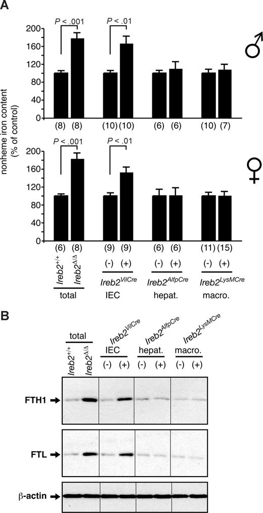 Figure 2. Analysis of duodenal iron content and ferritin expression of mice with tissue-specific versus total IRP2 deficiency. (A) Relative total nonheme iron levels and (B) Western blot analysis of ferritin H- (indicated FTH1) and L- (indicated FTL) chain expression in the duodenum of Ireb2Δ/Δ mice lacking IRP2 expression in all tissues (total) versus Ireb2+/+ littermates, and in Ireb2VilCre, Ireb2AlfpCre, and Ireb2LysMCre mice with selective IRP2 ablation in intestinal epithelial cells (IECs), in hepatocytes (hepat.), or in macrophages (macro.), respectively, versus their corresponding control littermates; the presence (+) or absence (−) of the Cre transgene is indicated. (A) Data are presented as average plus or minus SEM. Within each group, the iron level of control mice was set to 100%. Top histogram represents male mice; bottom, female mice. The number of animals per group (n) is indicated. P: Student t test. (B) A representative Western blot experiment is presented. β-Actin was used as a loading control. Vertical lines have been inserted to indicate repositioned gel lanes.