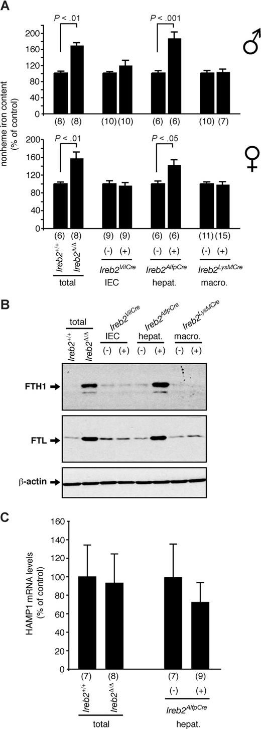 Figure 3. Analysis of hepatic iron content and ferritin expression of mice with tissue-specific versus total IRP2 deficiency. (A) Relative total nonheme iron levels and (B) Western blot analysis of ferritin H- (indicated FTH1) and L- (indicated FTL) chain expression in the liver of Ireb2Δ/Δ mice lacking IRP2 expression in all tissues (total) versus Ireb2+/+ littermates, and in Ireb2VilCre, Ireb2AlfpCre, and Ireb2LysMCre mice with selective IRP2 ablation in intestinal epithelial cells (IECs), hepatocytes (hepat.), or macrophages (macro.), respectively, versus their corresponding control littermates; the presence (+) or absence (−) of the Cre transgene is indicated. (A) Data are presented as average plus or minus SEM. Within each group, the iron level of control mice was set to 100%. Top histogram represents male mice; bottom, female mice. The number of animals per group (n) is indicated. P: Student t test. (B) A representative Western blot experiment is shown. The faint band below the ferritin H-chain signal likely corresponds to a truncated product. β-Actin was used as a loading control. (C) Hepatic levels of HAMP1 mRNA were determined by qPCR in Ireb2Δ/Δ mice versus Ireb2+/+ littermates, and in Ireb2AlfpCre mice carrying (+) or not carrying (−) the Cre transgene. HAMP1 mRNA levels were standardized to β-actin mRNA expression. The number of mice per group (n) is indicated. Data are presented as mean plus or minus SD. Within each group, HAMP1 expression in control mice was set to 100%. In Ireb2Δ/Δ mice, the antagonistic effects of liver iron loading (A) and microcytic anemia (Table 1) on Hamp1 expression may neutralize each other. However, a Student t test revealed no statistically significant change in HAMP1 mRNA levels in Ireb2AlfpCre(+) mice with an iron-loaded liver (A) and without microcytosis (Table 1). The histogram shows data obtained from female mice; similar results were obtained from males.