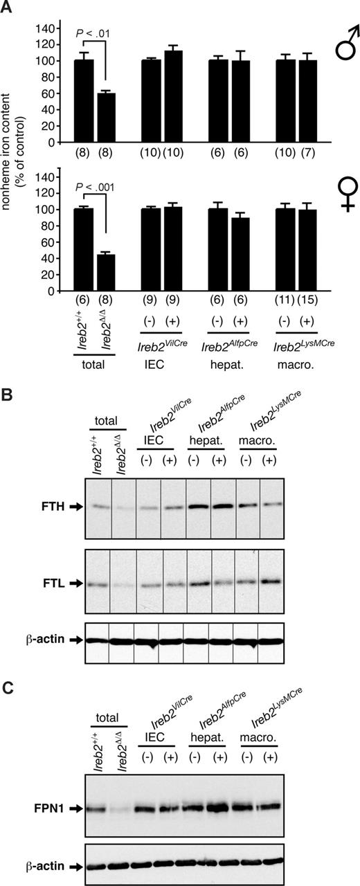Figure 4. Analysis of splenic iron content, and ferritin and ferroportin expression of mice with tissue-specific versus total IRP2 deficiency. (A) Total nonheme iron levels and Western blot analysis of (B) ferritin H- (indicated FTH1) and L- (indicated FTL) chain expression and of (C) ferroportin (indicated FPN) in the spleen of Ireb2Δ/Δ mice lacking IRP2 expression in all tissues (total) versus Ireb2+/+ littermates, and in Ireb2VilCre, Ireb2AlfpCre, and Ireb2LysMCre mice with selective IRP2 ablation in intestinal epithelial cells (IECs), hepatocytes (hepat.), or macrophages (macro.), respectively, versus their corresponding control littermates; the presence (+) or absence (−) of the Cre transgene is indicated. (A) Data are presented as average plus or minus SEM. Within each group, the iron level of control mice was set to 100%. Top histogram represents male mice; bottom, female mice. The number of animals per group (n) is indicated. P: Student t test. (B,C) Representative Western blots are shown. The slight variation in FTH1, FTL, and FPN levels in Ireb2AlfpCre(−) versus Ireb2AlfpCre(+) mice reflects interindividual variability but not a difference between groups. β-Actin was used as a loading control. Vertical lines have been inserted to indicate repositioned gel lanes.