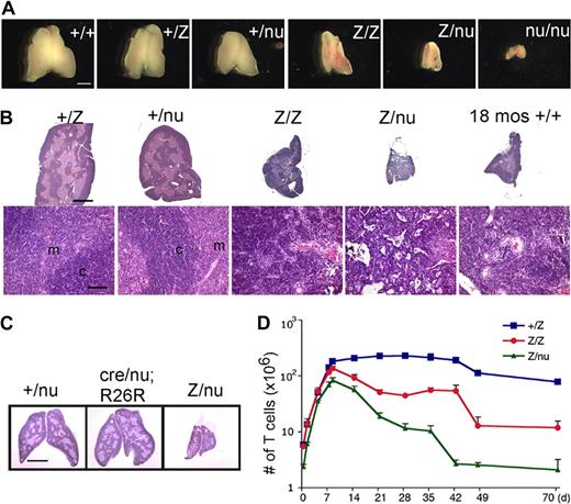 Figure 1. The Foxn1lacZ allele causes postnatal thymic atrophy. The lacZ allele is indicated in all figures as “Z.” (A) Thymi from 5-week-old +/+, +/lacZ, +/nu, lacZ/lacZ, lacZ/nu, and nu/nu. Foxn1 dosage is closely correlated with postnatal thymus phenotype. Scale bar: 2 mm, applies to all parts of panel A. (B) Hematoxylin-and-eosin–stained paraffin sections of thymi from +/lacZ, +/nu, lacZ/lacZ, and lacZ/nu mice at 10 weeks. Thymus size was greatly reduced, and cortico-medullary architecture was dramatically disorganized in lacZ/lacZ and lacZ/nu thymus. An 18-month-old wild-type thymus is shown as an involuted thymus control. Scale bar in the top panel and bottom panel: 1 mm and 100 μm respectively, applies to all upper parts and lower parts in panel B. m indicates medulla; c, cortex. (C) Hematoxylin-and-eosin–stained sections of 3-week-old Foxn1+/nude, Foxn1cre/nude;R26R, and Foxn1lacZ/nude thymi. Scale bar: 2 mm. Foxn1cre/nude;R26R thymus showed a phenotype similar to Foxn1+/nude, indicating that the presence of β-gal protein in TECs does not cause the phenotype associated with the Foxn1lacZ allele. (D) Total thymocyte numbers in +/lacZ, lacZ/lacZ, and lacZ/nu thymi from newborn through 70 days after birth. Newborn thymocyte numbers were similar in +/lacZ and lacZ/lacZ, and increased logarithmically in the first week after birth; thymocyte number in lacZ/nu thymi was smaller due to haploinsufficiency of the nude allele, but paralleled the other 2 genotypes for the first week.