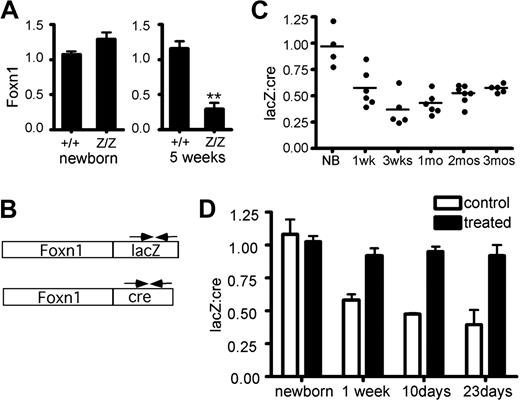 Figure 2. Foxn1 mRNA expression from the Foxn1lacZ allele is down-regulated after birth. (A) Relative quantity of Foxn1 expression in CD45− total thymic stromal cells (TSCs) of +/+ and lacZ/lacZ mice at newborn stage and at 5 weeks. At newborn stage, Z/Z and +/+ showed similar Foxn1 expression levels in TSCs. At 5 weeks, Foxn1 expression level in lacZ/lacZ thymi was reduced to about 30% of that of +/+ thymi. (B) Schematic representation of Foxn1-lacZ and Foxn1-cre bicistronic message RNA. Allele-specific primers (arrows) were used for quantitative RT-PCR. (C) Comparison of Foxn1 transcript levels from Foxn1lacZ and Foxn1cre alleles. The lacZ:cre ratio decreased at postnatal stages, suggesting that the expression of Foxn1 from the Foxn1lacZ was reduced after birth compared with that from Foxn1cre allele. P < .001. (D) lacZ and cre mRNA expression were measured with relative quantitative real-time PCR in primary culture thymic stromal cells from Foxn1lacZ/cre mice at different postnatal ages with or without demethylating drug treatment.