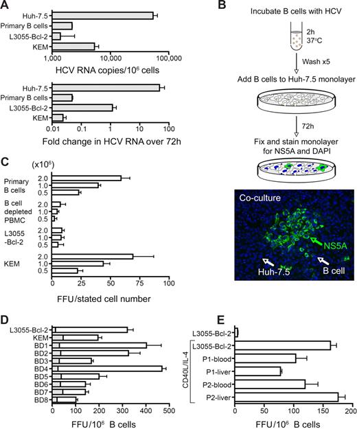 Figure 1. HCV can associate with B cells and transinfect hepatoma cells. (A) PBMC-derived primary B cells, Burkitt lymphoma B-cell lines L3055-Bcl-2 and KEM, and Huh-7.5 hepatoma cells were allowed to bind JFH-1 for 2 hours on ice. HCV RNA copy numbers were determined by quantitative RT-PCR, and the fold change in HCV RNA was defined after 72 hours. Error bars represent the SD from 3 or 4 replicates. (B) Cartoon depicting the protocol for measuring B-cell transinfection of Huh-7.5 cells. The image depicts a group of NS5A+ (green) infected Huh-7.5 cells, which are designated as FFUs. The Huh-7.5 cell monolayer and remaining B cells were visualized by DAPI, staining their large oval and small round nuclei, respectively. (C) Increasing numbers of PBMC-derived purified B cells and the corresponding B cell–depleted fraction, L3055–Bcl-2, or KEM were incubated with JFH-1 and cocultured with Huh-7.5 cells. Data represent the FFU in Huh-7.5 cells per stated number of cocultured lymphoid cells. (D) Effect of CD40L and IL-4 stimulation on PBMC-derived B cell (8 blood donors; BD1-8), L3055–Bcl-2 or KEM cell JFH-1 transinfection of Huh-7.5 cells. Resting () and CD40L/IL-4–stimulated (□) cells are depicted. (E) CD40L/IL-4–stimulated PBMC and liver-derived B cells from 2 HCV-infected patients (P1 and P2) can transinfect Huh-7.5 cells with JFH-1. Error bars represent the SEM from 3 replicate infections.