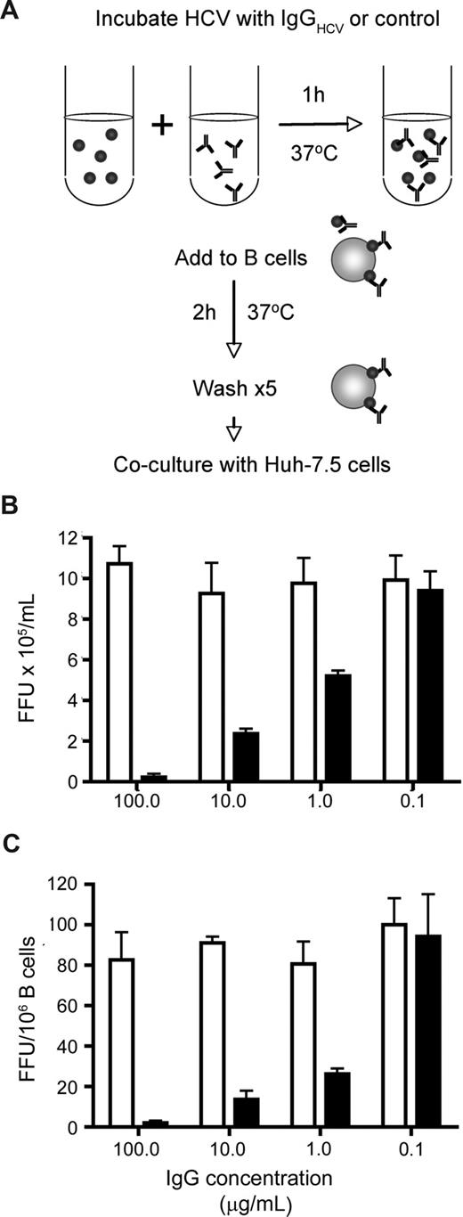 Figure 4. HCV-immune complexes and B-cell association. HCV JFH-1 was incubated with increasing concentrations of IgG purified from healthy and HCV-infected subjects at 37°C for 1 hour. Virus-immune complexes were mixed with CD40L/IL-4–stimulated L3055–Bcl-2 cells at 37°C for 2 hours, unbound complexes were removed by washing, the cells were cocultured with Huh-7.5, and transinfection was quantified (depicted in A). The infectivity of cell-free JFH-1–immune complexes was tested by inoculating Huh-7.5 cells, and the data were expressed as FFU/mL (B). FFU per 106 B cells were calculated (C). Error bars represent the SD from 3 replicate infections.