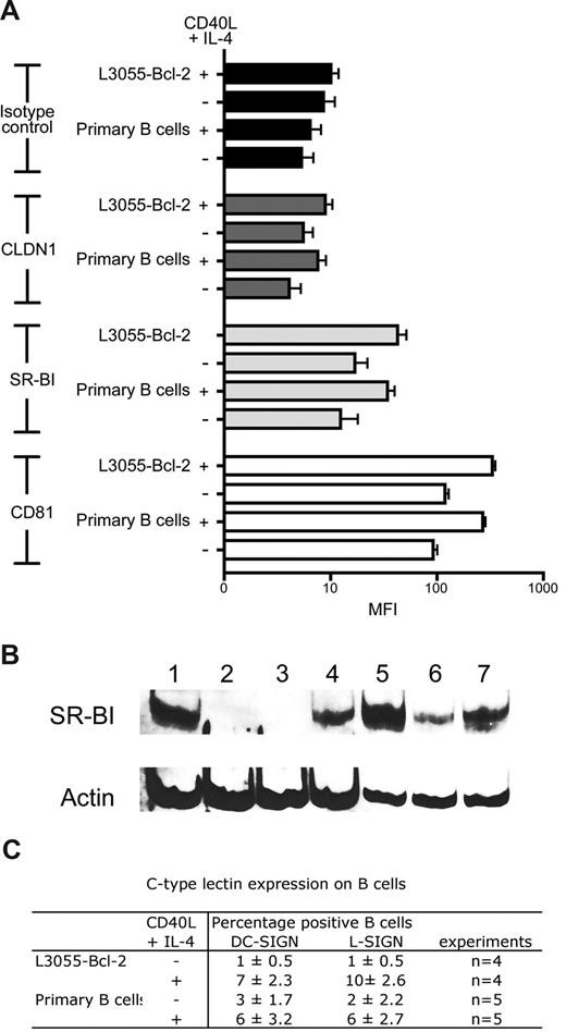 Figure 5. B cells express CD81, SR-BI, and C-type lectins DC-SIGN and L-SIGN. (A) HCV viral receptor expression on untreated or CD40L/IL-4–stimulated PBMC-derived primary B cells, and L3055–Bcl-2 was characterized by flow cytometry. Median fluorescence intensity (MFI) values are plotted for isotype controls (■), CLDN1 (), SR-BI (), and CD81 (□) as an average from 3 tests, with error bars showing the SD (B) 20 μg total cellular protein from Huh-7.5 (lane 1); B cell–depleted fraction from BD1 (lane 2) and BD2 (lane 3); resting (lane 4) and CD40L/IL-4–stimulated PBMC-derived B cells (lane 5) from BD1; resting (lane 6) and CD40L/IL-4–stimulated PBMC-derived B cells (lane 7) from BD2 were separated by SDS-PAGE; the proteins were transferred to PVDF membranes and probed for SR-BI and actin expression. (C) Summary table of DC-SIGN/L-SIGN expression in untreated and CD40L/IL-4–stimulated PBMC-derived primary B cells and L3055–Bcl-2.