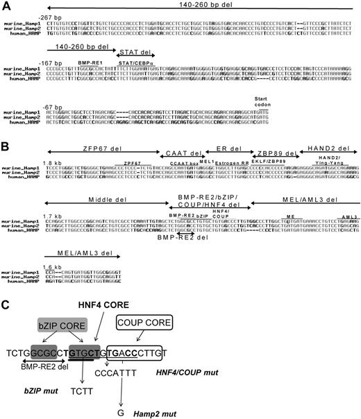 Figure 3. Scheme of deletions and mutations introduced into the murine Hamp1 promoter. Murine Hamp1 and Hamp2 and human HAMP were aligned, and conserved transcriptional motifs were identified. Deletions in the proximal Hamp1 promoter region (A) and deletions in the distal −1.6 to −1.8 kb promoter region (B) are indicated. After narrowing to the BMP-RE2/bZIP/COUP/HNF4α region, further deletions and mutations were introduced to identify the critical motif (C). The 6-bp BMP-RE deletion (2-sided arrow), the 7-bp mutation of the HNF4α/COUP site (HNF4/COUP mut; underlined), the single nucleotide mutation to reflect the sequence in Hamp2 (Hamp2 mut), and the 4-bp mutation of the bZIP site (bZIP mut; double-underlined line) are shown.