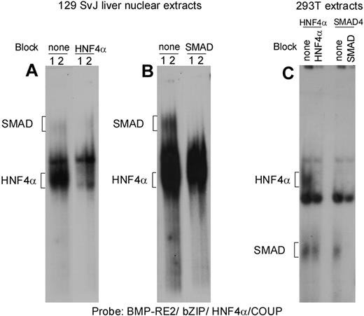 Figure 6. Electrophoretic mobility shift assay of BMPRE2/bZIP/HNF4α/COUP. A probe corresponding to the BMP-RE2/ bZIP/HNF-4/COUP region was 32P labeled and nuclear extracts from 2 independent preparations (numbered 1 and 2) of 129 SvJ liver nuclear extracts (A,B) or lysates from HNF4α or SMAD4 overexpressing HEK293T cells (293T) were added (C). Each mouse liver sample was prepared from a group of 4 mice on an iron-deficient diet. (A) Nuclear extracts were either preincubated with buffer (none) or DNA competitor corresponding to the consensus motif of HNF4α (HNF4). (B) Nuclear extracts were either preincubated with buffer (none) or DNA competitor corresponding to the consensus motif of SMAD 3/4. Panels A and B were part of the same gel but panel B required a longer exposure to visualize the SMAD bands. This experiment is representative of more than 3 experiments.