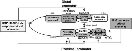 Figure 7. A hypothetical scheme of activation of the murine Hamp1 promoter. Fully active promoter complex requires the presence of both the SMAD1/4 complexes as well as STAT3. Elements depicted as critical reduce/impair the ability of the promoter to respond to such stimuli. Our data suggest that the proximal STAT site is crucial for IL-6 responsiveness, and there seems to be another weaker as yet unidentified modulatory site between proximal 140 and 260 bp (question mark). On the other hand, proximal BMP-RE1, unidentified proximal modulatory site between 140 and 260 bp (question mark) and distal BMP-RE2/bZIP/HNF4/COUP are critical for the BMP/SMAD1/HJV pathway. The absence of any critical responsive element leads to a decrease in basal expression of hepcidin promoter, thereby, affecting the total response of the promoter to all stimuli even if the actual ability to respond is not compromised. The assembly of multiple transcription factors in an activation complex would explain the crosstalk between the inflammatory pathway and BMP/SMAD1/HJV pathway even though the actual responsive elements are quite distinct. Furthermore, our data suggest that there are additional accessory proteins that facilitate formation of a fully active promoter complex by binding to the region flanking the BMPRE2/bZIP/HNF4α/COUP motifs. The scheme for the human HAMP promoter would be similar and require the distal −2.3 to −2.5 kb region.