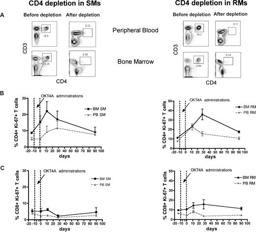 Figure 4. Antibody-mediated CD4+ T-cell depletion is followed by increased CD4+ T-cell proliferation in the BM. Levels of T-cell proliferation were longitudinally assessed during antibody-mediated depletion of CD4+ cells in 3 healthy SMs and 3 healthy RMs. (A) Representative examples of the levels of CD4+ T cells before and after depletion in the PB and BM of a representative SM (left) and RM (right). (B) Average percentage of CD4+Ki-67+ T cells in the BM and PB before and at different time points after CD4 depletion in SMs (left) and RMs (right). (C) Average percentage of CD8+Ki-67+ T cells in the BM and PB before and at different time points after CD4 depletion in SMs (left) and RMs (right). The dotted lines in panels B and C indicate the timing of anti-CD4 monoclonal antibody administrations. Because of the extremely low level of CD4+ T cells, their levels of proliferation could not be determined at day 0 in RMs.