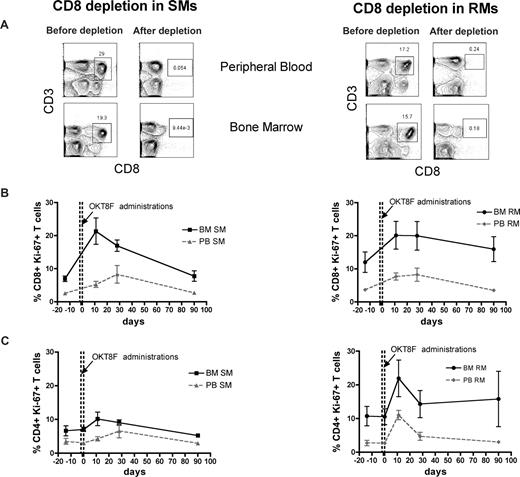 Figure 5. Antibody-mediated CD8+ cell depletion is followed by increased CD8+ T-cell proliferation in the BM. Levels of T-cell proliferation were longitudinally assessed during antibody-mediated depletion of CD8+ cells in 3 healthy SMs and 3 healthy RMs. (A) Representative examples of the levels of CD8+ T cells before and after depletion in the PB and BM of a representative SM (left) and RM (right). (B) Average percentage of CD8+Ki-67+ T cells in the BM and PB before and at different time points after CD8 depletion in SMs (left) and RMs (right). (C) Average percentage of CD4+Ki-67+ T cells in the BM and PB before and at different time points after CD8 depletion in SMs (left) and RMs (right). The dotted lines in panels B and C indicated the timing of anti-CD8 monoclonal antibody administrations. Because of the extremely low level of CD8+ T cells, it was not possible to analyze their levels of Ki-67 expression at day 0 in both SMs and RMs.