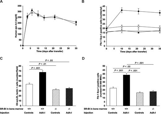 Figure 1. Human apo A-I gene transfer and EPC number in chimeric C57BL/6 SR-BI+/+ mice and chimeric C57BL/6 SR-BI−/− mice. (A) Human apo A-I expression levels after adenoviral gene transfer with 5 × 1010 particles of AdA-I in male C57BL/6 mice transplanted with SR-BI+/+ (●; n = 10) or SR-BI−/− (▲; n = 10) bone marrow 4 weeks before gene transfer. (B) Time course of the number of Flk-1 Sca-1 double-positive cells in AdA-I (●, ▲)– or Adnull (○, △)–treated C57BL/6 mice with SR-BI+/+ (●, ○) or SR-BI−/− (▲, △) bone marrow (n = 10 for each group). (C) Bar graph showing the number of DiI-acLDL FITC-isolectin double-positive cells after 7 days of ex vivo culture of bone marrow mononuclear cells isolated at day 35 after Adnull transfer or AdA-I transfer in C57BL/6 mice with SR-BI+/+ or SR-BI−/− bone marrow (n = 10 for each group). (D) Bar graph showing the number of Flk-1 Sca-1 double-positive cells in the bone marrow of C57BL/6 mice with SR-BI+/+ or SR-BI−/− bone marrow at day 35 after transfer with Adnull or AdA-I. Data are expressed as number/10 000 mononuclear cells (MNC) (n = 10 for each group). Data are mean plus or minus SEM.
