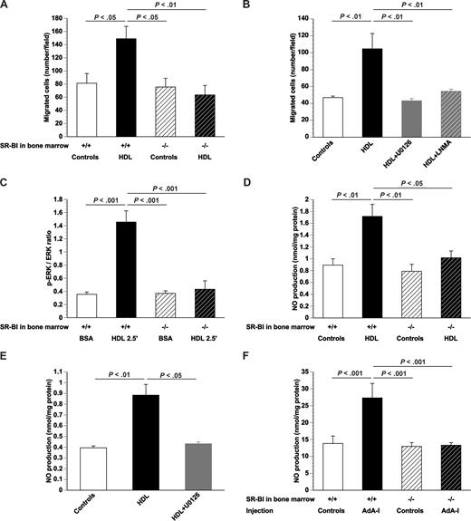 Figure 2. SR-BI and signal transduction induced by HDL in EPCs. (A) Bar graph showing the number of migrated EPCs in modified Boyden chambers. After 7 days of culture, bone marrow EPCs isolated from control mice or AdA-I–treated C57BL/6 mice with SR-BI+/+ or SR-BI−/− bone marrow were seeded in the upper chamber. The lower chamber was supplemented with either HDL (100 μg/mL) or an equivalent amount of bovine serum albumin and the number of migrated cells per microscopy field was quantified after 5 hours (n = 4 for each group). (B) Bar graph showing the number of migrated EPCs in modified Boyden chambers. After 7 days of culture, EPCs isolated from chimeric SR-BI+/+ C57BL/6 mice (n = 6) were seeded in the upper chamber. The lower chamber was supplemented with either bovine serum albumin (100 μg/mL) or HDL (100 μg/mL). To inhibit ERK signaling and NO synthase activity, experiments were performed in the presence of U0126 (10 μM) and LNMA (2 mM), respectively. The number of migrated cells per microscopy field was quantified after 5 hours (n = 6 for each group). (C) p-ERK/ERK ratio determined by Western blot. After 7 days of culture, bone marrow EPCs isolated from SR-BI+/+ or SR-BI−/− mice were exposed to either bovine serum albumin (100 μg/mL) or HDL (100 μg/mL) for 2.5 minutes (n = 4 for each group). (D) NO production in cultured bone marrow EPCs. After 7 days of culture, bone marrow EPCs isolated from SR-BI+/+ or SR-BI−/− mice were exposed to either bovine serum albumin (100 μg/mL) or HDL (100 μg/mL) for 24 hours, and NO production (nanomoles per milligram of protein) was measured (n = 5 for each group). (E) NO production in cultured EPCs. After 7 days of culture, EPCs isolated from chimeric SR-BI+/+ C57BL/6 mice (n = 4) were exposed to either bovine serum albumin (100 μg/mL) or HDL (100 μg/mL). To inhibit ERK signaling, experiments were performed in the presence of U0126 (10 μM). NO production (nanomoles per milligram of protein) was determined (n = 4 for each group). (F) NO production in the bone marrow at day 35 after transfer with Adnull or saline (Controls) or AdA-I in C57BL/6 mice with SR-BI+/+ (n = 8 for each group) or SR-BI−/− bone marrow (n = 18 for each group). Data are mean plus or minus SEM.