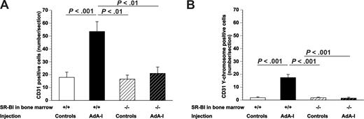 Figure 4. Effect of human apo A-I transfer on endothelial regeneration and EPC incorporation in chimeric C57BL/6 SR-BI+/+ mice and chimeric C57BL/6 SR-BI−/− mice. The effect of AdA-I transfer on endothelial cell regeneration in allografts is dependent on SR-BI expression in bone marrow–derived cells. (A) Bar graph showing the number of CD31+ endothelial cells at day 21 after artery transplantation in control and AdA-I–treated C57BL/6 mice with SR-BI+/+ or SR-BI−/− bone marrow. (B) Bar graph showing the number of CD31 Y-chromosome–positive endothelial cells at day 21 after artery transplantation in control and AdA-I–treated C57BL/6 mice with SR-BI+/+ or SR-BI−/− bone marrow. Data are mean plus or minus SEM.