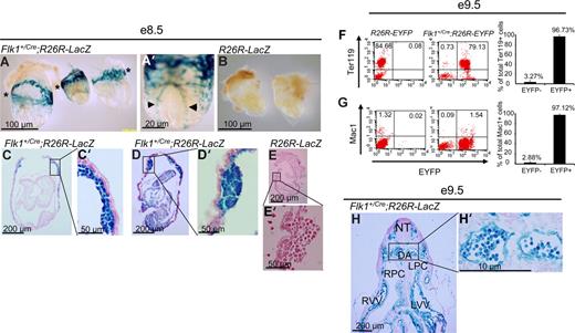 Figure 1. A Flk-1+ origin for embryonic blood cells of Flk1+/Cre;Rosa26R-LacZ embryos. (A-E′) E8.5 embryos. (F,F′) E9.5 embryo. (A) Whole-mount image of 3 representative Flk1+/Cre;Rosa26R-LacZ E8.5 embryos. *Plane of major blood islands in yolk sacs. (A′) Whole-mount high-power magnification of an embryo showing stained dorsal aorta (◀, ▶). (B) Control E8.5 embryos display no LacZ+ cells in their yolk sacs or embryo proper. *Plane of major blood islands in yolk sacs. (C,D) Five-micrometer sections through Flk1+/Cre;Rosa26R-LacZ E8.5 embryos. (C′,D′) High-power views of blood islands from embryos in panels C and D, respectively. (E,E′) Sections of a control embryo showing an absence of LacZ+ cells in the embryo, yolk sac, or blood islands. (F,G) Representative FACS plots of E9.5 R26R-EYFP and E9.5 Flk1+/Cre;Rosa26R-EYFP yolk sacs staining for the erythroid cell marker Ter119 and macrophage marker Mac1, respectively (y-axis) and EYFP (x-axis) to assess the origin of these lineage cells within the E9.5 yolk sac. On the right panel, summary data of multiple experiments (n = 8) analyzing the yolk sacs of Flk1+Cre;Rosa26R-EYFP mice. Numbers indicate the percentage of Ter119+ and Mac1+ cells that are either EYFP− or EYFP+, respectively. The bars represent SD of the mean percentage of total Ter119+ and Mac1+ cells, respectively. (H) Transverse section through an E9.5 embryo. LPC indicates left pericardial-peritoneal cavity; LVV, left vitelline vein; NT, neural tube; RPC right pericardial-peritoneal cavity; and RVV, right viteline vein. (H′) Magnification of region containing paired dorsal aorta demonstrating uniformity of LacZ+ blood cells in the embryonic circulation. (A-H') For whole mount embryo images, embryos were bathed in 1× PBS and photographed with an Olympus (Center Valley, PA) DP25 camera attached to an Olpmpus BH-2 dissecting microscope at either 25× or 63× magnification. The same camera was used with an Olympus BX-51 upright microscope to document sectioned embryos with either 40× or 90× oil immersion lenses. Images were captured with Olympus DP2-BSW software and processed with Adobe Photoshop CS 10.0.1.