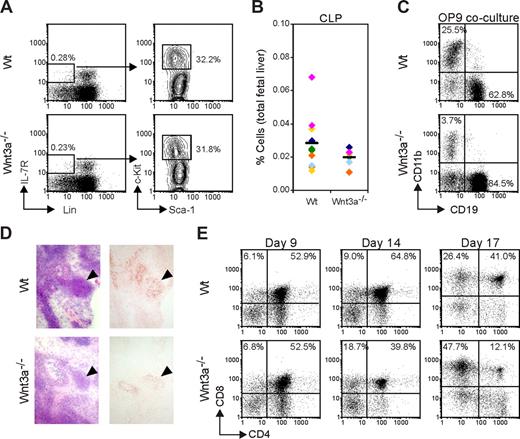 Figure 5. Lymphoid potential of Wnt3a−/− hematopoietic progenitors. (A) Flow cytometric analysis of common lymphocyte progenitors (CLPs). Lineage-negative IL-7R+ cells were gated and analyzed for c-Kit and Sca1 expression. Numbers indicate the percentage of cells in each gate. (B) Percentage of CLPs in total FLs from Wt and Wnt3a−/− embryos. The averages are indicated by a dash. Data from 11 Wt and 6 Wnt3a−/− FLs, belonging to 6 different litters identified by different colors. (C) To evaluate B-cell potential Wt and Wnt3a−/− FL cells were cultured for 7 days on confluent layers of OP9 BM derived stromal cells. Cells were harvested and presence of cells from different lineages was analyzed by flow cytometry. Data are representative of 4 independent experiments. (D) Reduced cellularity in Wnt3a−/− thymic anlage revealed by immunohistochemistry analysis. Tissue sections of E12.5 embryos were stained with HE to visualize different tissues (left panels). Thymic epithelial cells stained with the thymic stroma antibody ER-TR4 (right panels) to confirm identification of thymic anlage in Wnt3a−/− embryos. Staining with an isotype control for ER-TR4 was completely blank. Thymic anlage is indicated by ▼. Stainings shown are representative of 4 Wt and 4 Wnt3a−/− embryos examined. (E) Thymic lobes from Wt and Wnt3a−/− E12.5 embryos were cultured in FTOC to allow T-cell development to proceed, and harvested at the indicated time points. Thymocytes subsets were analyzed by flow cytometry. Data are from 5 Wt and 3 Wnt3a−/− embryos analyzed.