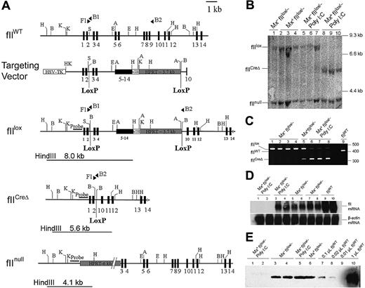 Figure 1. Generation of mice carrying the conditional prothrombin knockout allele (fIIlox) and Cre-mediated recombination. (A) Organization of the wild-type prothrombin gene (fIIWT), the fIIlox targeting vector, the modified prothrombin allele carrying LoxP sites (fIIlox), the Cre-disrupted mutant prothrombin allele (fIICreΔ), and the previously described constitutive prothombin null (fIInull) allele. Exons are indicated as numbered boxes. The position and orientation of diagnostic PCR primers used are indicated with solid triangles. The location and size of HindIII fragments used to identify the fIIlox, fIICreΔ, and fIInull alleles by Southern blot analysis are indicated by lines below each allele. The relative position of the DNA fragment used as a hybridization probe in Southern blot analyses is highlighted with a solid bar. (B) Southern blot of HindIII-digested liver genomic DNA prepared from individual fIIlox/− mice carrying (Mx+) or lacking (Mx−) the Cre transgene. Hepatic DNA was isolated from either untreated mice or animals given a single intraperitoneal injection of poly I:C (5 μg/g). Note that near-complete gene recombination was observed in individual Mx+fIIlox/− mice 5 days after treatment with poly I:C (lanes 8-10), whereas the floxed allele was largely intact in Cre transgene-negative animals (Mx−) regardless of any prior exposure to poly I:C. (C) Complementary multiplex PCR analysis of genomic liver DNA from individual fIIlox/− adults after poly I:C treatment. The PCR products derived from the fIIWT allele, the intact fIIlox allele, and the Cre-recombined fIIlox allele (fIICreΔ) were 402 bp, 438 bp, and 318 bp, respectively. Note that only trace recombination was observed in Mx+fIIlox mice in the absence of poly I:C, whereas the fIIlox allele was largely disrupted after poly I:C treatment in Mx+ animals. (D) Northern blot analysis of total liver RNA isolated 5 days after poly I:C administration to Mx− and Mx+ fIIlox/− mice illustrating the selective loss of detectable fII mRNA in Mx+fIIlox mice. (E) Western blot analysis of plasma prothrombin in unchallenged fIIlox/− adults and animals challenged 5 days previously with poly I:C. Note that plasma prothrombin was approximately 10% to 20% of normal in unchallenged fIIlox/− mice and was reduced to immunologically undetectable levels in poly I:C-treated Mx+fIIlox/− mice. H indicates HindIII; B, BamHI; K, KpnI; S, SmaI, E, EcoRI.