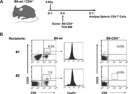 Figure 1. Recipient Treg cells are apparent in the spleens of lethally conditioned recipient mice 1 week post-transplant of Treg-deficient BM donors. (A) B6-wt or B6-CD4−/− mice were conditioned with 9.0 Gy TBI and 1 day later transplanted with TCD–bone marrow cells (BMC) from B6-CD4−/− donors. Lymph node cell CD4 T cells were assessed 1 week post-transplant. (B) Dot plots of spleen cells from 2 individual mice stained for CD4 and CD25. Numbers represent the percentage of CD4 T cells expressing CD25. Histograms represent FoxP3 staining of gated CD4+CD25+ T cells.
