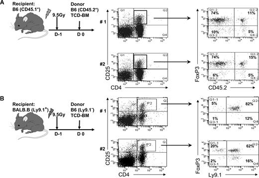 Figure 2. Host Treg cells compose the predominant component of the CD4+FoxP3+ compartment in lymph nodes 5 weeks after autologous HCT. (A) B6-CD45.1 congenic mice were conditioned with 9.5 Gy TBI and 1 day later transplanted with TCD-BMC from B6-wt (CD45.2) donors. Lymph nodes were collected and CD4 T cells were assessed 5 weeks posttransplant. (Left panels) Dot plots from 2 individual mice stained for CD4 and CD25. Numbers outside of boxes represent the percentage of CD4+ T cells, which were CD25+. (Right panels) Dot plots of gated CD4+CD25+ cells analyzed for expression of donor CD45.2 and FoxP3. Numbers represent the percentage of positive staining cells in each quadrant. (B) BALB.B (H2b, Ly9.1+) mice were conditioned with 9.5 Gy TBI and 1 day later transplanted with TCD-BMC from major histocompatibility complex–identical B6 (H2b, Ly9.1−). The panels and numbers represent the same populations as those described in panel A with the exception that gated CD4+CD25+ cells were analyzed for expression of host Ly9.1 and FoxP3. The percentage of CD4 T cells expressing CD25 in the rectangles ranged between 12% and 18%.