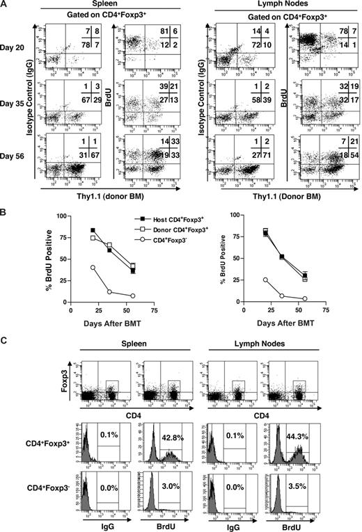 Figure 7. Proliferation of CD4+FoxP3+ Treg population after ablative conditioning. B6 mice were subjected to 9.5 Gy TBI. On the following day, mice received 5 × 106 T-depleted BM cells isolated from Thy1.1 congenic B6 mice. Mice were killed 20, 35, and 56 days post-BMT and spleen and lymph nodes subjected to FAC analysis. Four days before death, mice were placed on BrdU (0.8 mg/mL) drinking water. (A) Representative dot plot showing the Thy1.1 (donor BM) staining and IgG of BrdU staining of the gated CD4+Foxp3+ cells in the spleen (left panels) and lymph nodes (right panels). (B) Percentage BrdU+ cells in the host (Thy1.1−) and donor (Thy1.1+) CD4+Foxp3+ and CD4+Foxp3− compartments in the spleen (left) and lymph nodes (right). (C) Wild-type B6 mice (n = 3) were placed on BrdU drinking water for 4 days, killed, and the spleen and lymph nodes subjected to FACS analysis. Representative dot plot showing CD4 and Foxp3 expression with corresponding histograms illustrating staining by isotype control (IgG) and anti-BrdU mAb of the gated CD4+FoxP3+ and CD4+Foxp3− populations in the spleen (left) and lymph nodes (right). Data in panel B are mean plus or minus SEM for 3 mice per group per time point.