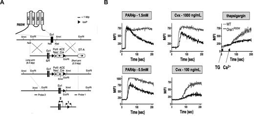 Figure 1. Impaired calcium influx in Orai1R93W platelets. (A) Schematic diagram showing the targeting strategy for Orai1R93W knockin mice. A detailed description of the targeting strategy is given in Document S1. (B) Calcium flux in Orai1R93W platelets. Fluo-3–labeled WT (gray line) or Orai1R93W platelets (black line) were stimulated with the indicated agonists in the presence of 0.5 mM CaCl2. In the thapsigargin (TG) experiment, cells were first treated with TG in the absence of extracellular Ca2+ followed by addition of 0.5 mM CaCl2 (arrows). Mean fluorescence intensity (MFI) was recorded over time on a FACSCalibur. Results are representative of 5 independent experiments. Cvx, convulxin; PAR4p, PAR4 receptor activating peptide.