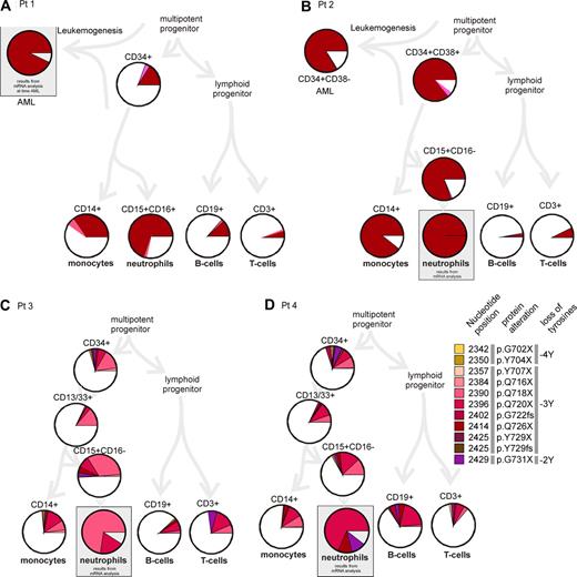 Figure 1. Incidence of CSF3R mutations in single cells of the hematopoietic compartment. Single flow cytometrically sorted cells were analyzed for the occurrence of CSF3R mutations. For each population, at least 100 cells were analyzed by PCR and direct sequencing. The diagram summarizes the results. Different mutations are presented in different colors (as in Germeshausen et al2). Similar colors symbolize similar effects on the protein as indicated in the color legend on the right side: yellow/orange indicate mutations leading to the loss of 4 tyrosine residues (−4Y); red to brown, −3Y; and violet, −2Y. Nucleotide positions of the mutations refer to Fukunaga et al.4 The percentage of mutated cells is represented by the size of the colored slices. The white portion of the circle represents cells with 2 wild-type alleles. Data for cell types in gray boxes are not derived from single-cell analyses but from mRNA analyses of the respective populations as described previously (data from Germeshausen et al2). Percentages of mutated cells were deduced from the percentage of mutated CSF3R mRNA assuming a balanced expression of mutated and wild-type allele.