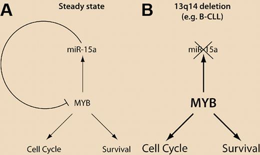 (A) Steady state of the Myb/miR-15a regulatory loop, resulting in feedback inhibition of MYB, preventing excessive cell proliferation and survival. (B) Deletion of 13q14 (comprising the miR-15a gene locus) is frequent in B-CLL. This could result in an increased abundance of Myb, inducing increased cell proliferation and survival.