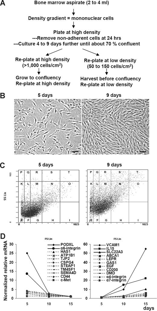Figure 1. Microarrays as a preliminary screen for useful surface epitopes. (A) Schematic of 2 protocols used to prepare human MSCs. (B) Phase-contrast photomicrographs of viable MSCs from passage 1/donor 1 plated at 100 cells/cm2 and incubated for 5 or 9 days to generate passage 2 MSCs. (C) Assay by forward and side scatter of light of MSCs from panel B. Vertical and horizontal lines were generated with microbeads to standardize the assay.10 (D) Microarray assays of mRNAs from viable MSCs from passage 1/donor 6 plated at 100 cells/cm2 and incubated for 5 days to approximately 50% confluency, 10 days to 100% confluency, and 15 days to overconfluency. The values were normalized to mRNA signals on day 15 (left) or on day 5 (right).