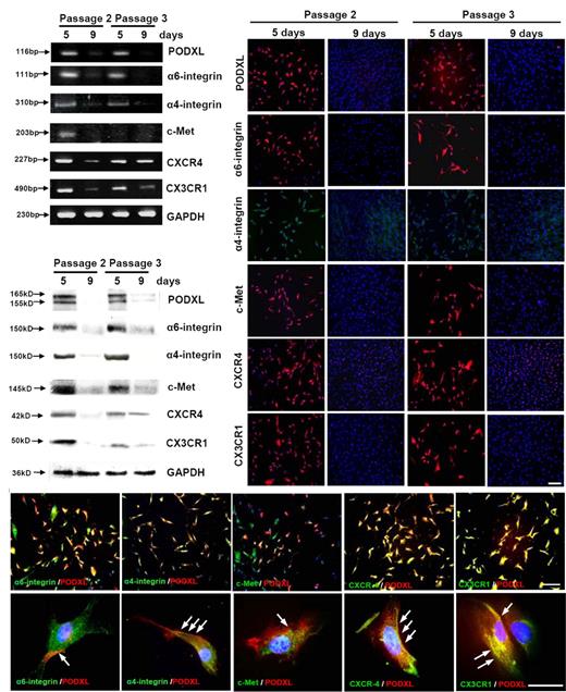 Figure 2. Assays of cultures of viable MSCs passage 1/donor 5 that were plated at 100 cells/cm2 and incubated for 5 days or 9 days to generate passage 2 MSCs. To prepare passage 3 MSCs, 9-day cultures were lifted with trypsin/EDTA and replated at 100 cells/cm2 for incubation for 5 or 9 days. (A) RT-PCR assays. (B) Western blot assays. (C) Assays by immunocytochemistry. Bar = 200 μm. (D) Double-immunostaining for PODXL (red) and the 5 other surface proteins (green). Nuclei were labeled with 4′,6-diamidino-2-phenylindole (blue). (Top panels) Bar = 200 μm. (Bottom panels) Bar = 50 μm. Arrows indicate regions of the cells in which PODXL and other proteins are colocalized.