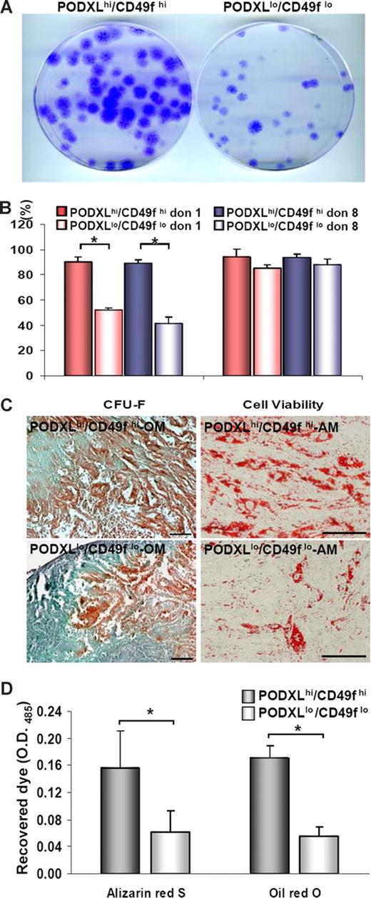 Figure 4. Assays of MSCs in vitro. Viable MSCs from passage 1/donor 1 plated at 100 cells/cm2 were incubated for 5 or 9 days to generate passage 2 MSCs that were high or low for PODXL or CD49f. (A) Passage 2/donor 1 MSCs replated at 1 cell/cm2 and incubated for 2 weeks. Colonies were stained with crystal violet. (B) CFU-F values passage 2/donor 1 and donor 8 MSCs (donor 7009 and 281). Asterisks indicate values (± SD) that differ with P < .01 by the Student t test (n = 7). (C) Alizarin Red S after osteogenic differentiation and after adipogenic differentiation with passage 3/donor 1 MSCs. Bar = 100 μm. (D) Assays of differentiation by extraction of Alizarin Red S after osteogenic differentiation and Oil Red O after adipogenic differentiation with passage 3/donor 1 MSCs. Asterisks indicate values (± SD) that differ with P < .01 by the Student t test (n = 4).