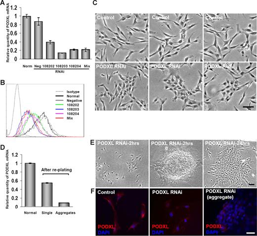 Figure 5. Transfection of MSCs with RNAis for PODXL. Viable MSCs from passage 1/donor 1 were plated at 100 cells/cm2, incubated for 5 days, transfected for 5 hours, and then incubated in CCM for 2 days. (A) mRNA for PODXL assayed by real-time RT-PCR from normal control MSCs and transfected MSCs with single PODXL RNAi, a mixture of 3 PODXL RNAis or a RNAi negative control. Values are mean plus or minus SD (n = 3). (B) FACScan for PODXL of MSCs incubated with 20 nmol/L RNAis for PODXL as in panel A. (C) Phase-contrast microscopy of control MSCs and MSCs transfected with 20 nmol/L of mixture of 3 RNAis for PODXL and then incubated for 2 days. Bar = 100 μm. (D) Real-time RT-PCR assays for PODXL mRNA of cultures that were transduced with mixture of 3 RNAis and incubated as in panel C, lifted with trypsin/EDTA, replated at approximately 1000 cells/cm2, and incubated for 24 hours. Cells from regions of the plate containing single cells and aggregated cells were isolated separately by using cloning cylinders and assayed separately. Values are mean plus or minus SD (n = 3). (E) Phase microscopy of cultures taken for RT-PCR assays in panel D. Region containing single cells and 2 aggregates are shown. Bar = 100 μm. (F) Immunocytochemistry for control culture and transduced cultures shown in panel E. The dispersed single cells (middle panel) were lightly labeled with anti-PODXL. In the aggregates only the peripheral cells were labeled (right panel). Nuclei were stained with DAPI. Bar = 100 μm.