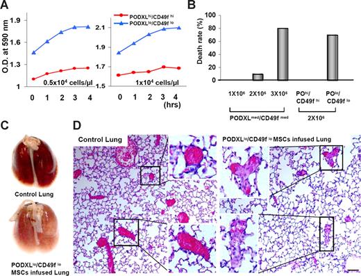 Figure 6. Aggregation and formation of lethal emboli with MSCs. Viable MSCs from passage 1/donor 1 were plated at 100 cells/cm2 incubated for 5, 7, or 9 days. (A) Passage 2 MSCs from high and low of PODXL/CD49f were lifted with trypsin/EDTA, washed by centrifugation in HBBS, suspended in HBBS at a concentration of either 0.5 × 104 cells/μL or 104 cells/μL, and incubated at RT. Turbidity was assayed by absorbance at 590 nm. (B) Death rate of mice (n = 10 or 13) after infusion into a tail vein of passage 2 MSCs (donor 1) from high, medium, and low of PODXL/CD49f. (C) Photographs of lungs from euthanized control mouse and mouse that died within a few minutes of intravenous infusion of 2 × 106 of the MSCs that were PODXLlo/CD49flo in panel B. (D) Photomicrographs of sections from mice that died after infusion of PODXLlo/CD49flo in panel B. Sections stained with hematoxylin and eosin. Bar = 100 μm. Insets: Regions containing large blood vessels.