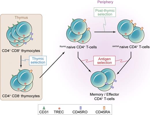 Figure 1. Postthymic proliferation of human naive CD4+ T cells. RTEs emigrate from the thymus and are incorporated into the pool of TREChi CD31+ thymicnaive CD4+ T cells. Some CD31+ thymicnaive CD4+ T cells undergo peripheral postthymic selection; long-lived TREClo CD31− centralnaive CD4+ T cells are induced and maintain the size of the naive CD4+ T-cell pool. On cognate interaction with foreign antigens, both subsets can differentiate directly into memory/effector CD4+ T cells.