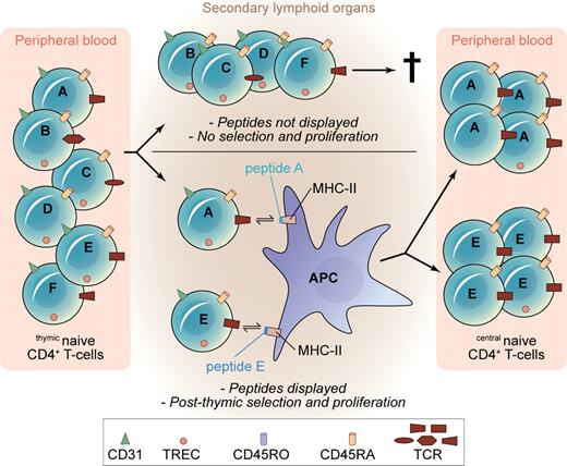Figure 2. TCR repertoire restriction as a consequence of postthymic selection of human naive CD4+ T cells. Polyclonal CD31+ thymicnaive CD4+ T cells undergo selection in the periphery, depending on TCR affinity for self-peptide/MHC II complexes presented by APC (specificities A and E). T cells with other TCR specificities (specificities B, C, D, and F) that do not receive sufficient survival signals may finally disappear from the peripheral repertoire.