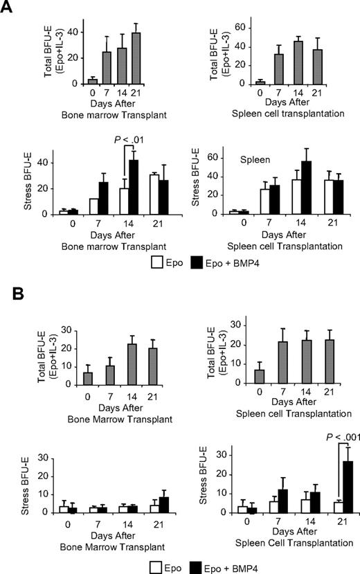 Figure 2. Transplanted bone marrow cells give rise to BMP4R cells in the recipient spleen. WBB6F1 KitW/Wv mice were transplanted with C57BL/6 donor bone marrow cells or spleen cells, and the development of stress BFU-E was assayed. (A) Analysis of stress BFU-E in the spleens of transplanted mice after transplantation with bone marrow cells (left) or spleen cells (right). (Top graphs) Total BFU-E observed after spleen cells were plated on indicated days in media containing Epo + IL-3. (Bottom graphs) Stress BFU-E observed on the indicated days when spleen cells were plated in media containing Epo or Epo + BMP4 as indicated. (B) Analysis of stress BFU-E in the bone marrow of transplanted mice after transplantation of bone marrow cells (left) or spleen cells (right). (Top graphs) Total BFU-E observed after spleen cells were plated on indicated days in media containing Epo + IL-3. (Bottom graphs) Stress BFU-E observed on the indicated days when spleen cells were plated in media containing Epo or Epo + BMP4 as indicated. For each time point, 3 recipient mice were analyzed. Significant differences are indicated in the figure.